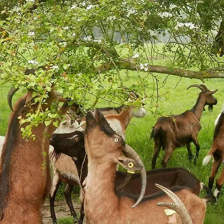 キャンプ場 Kerflaveur *