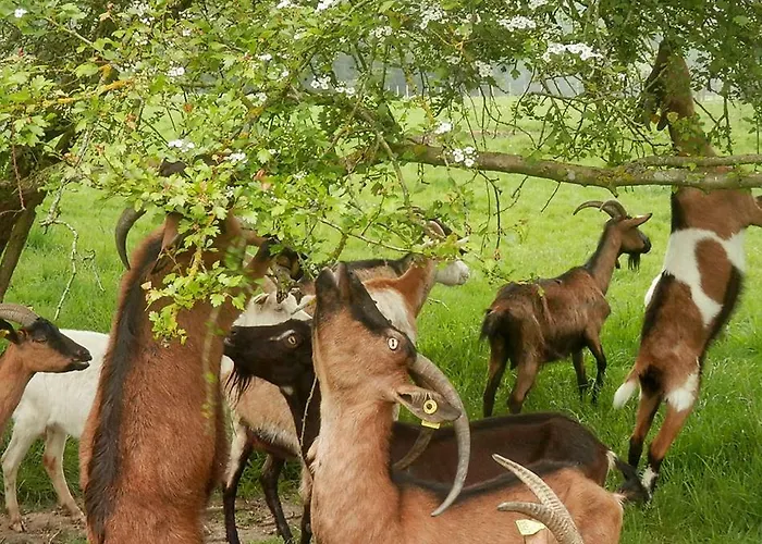 אתר קמפינג Kerflaveur *